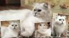 картинка Kitty