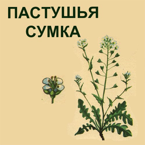 картинка bikeladykoenig