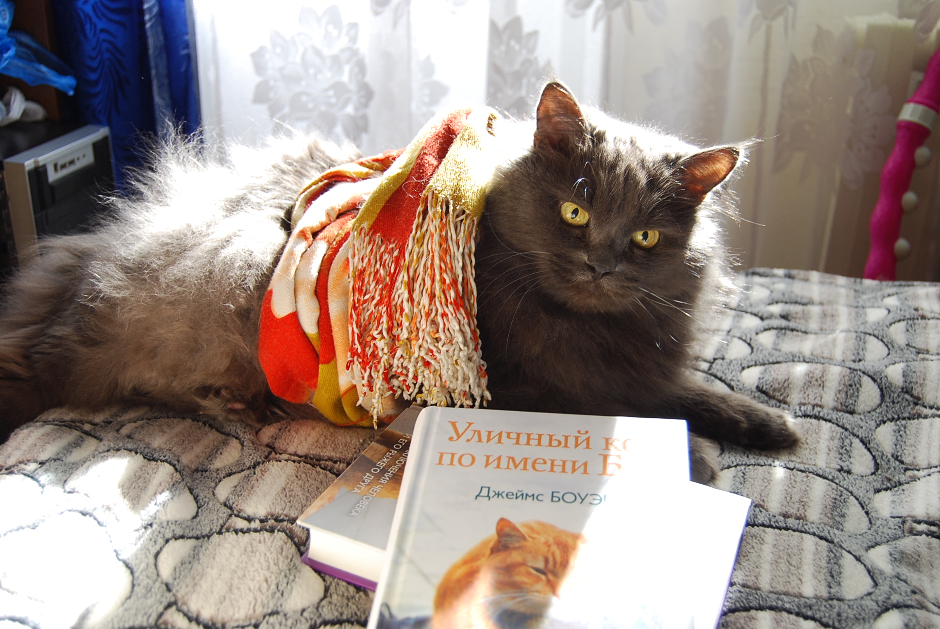 Клички связанные с котами Клички связанные с котами