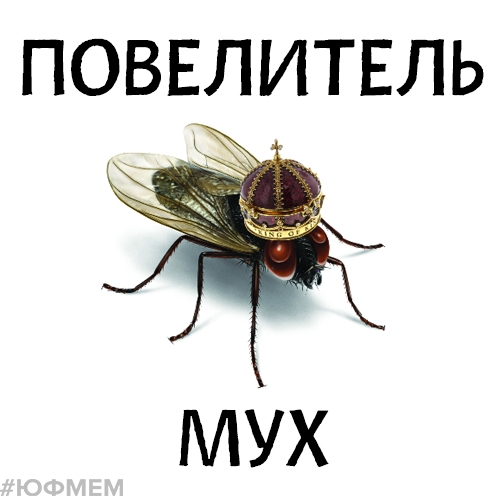 Скачай это бесплатное Фото на тему Муха мем и открой