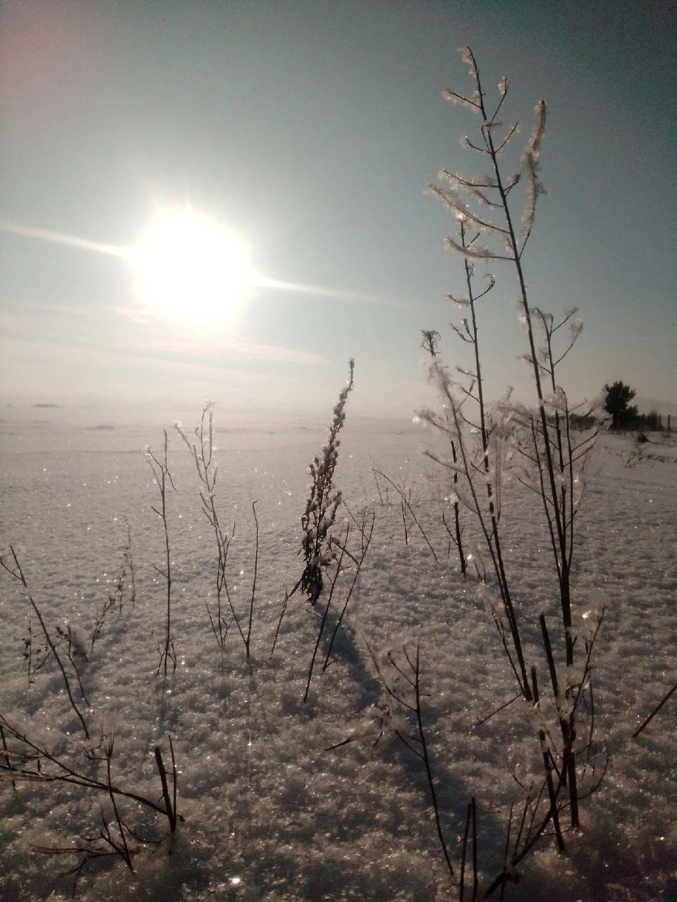 Прочитай статью холодная безлесная равнина