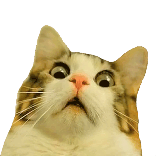 Смешной кот мем