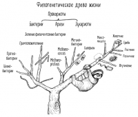 Филогенетическое древо жизни
