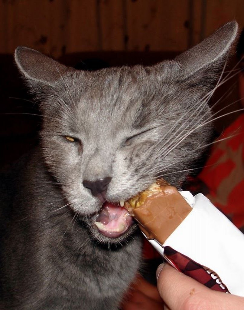 Что коты едят
