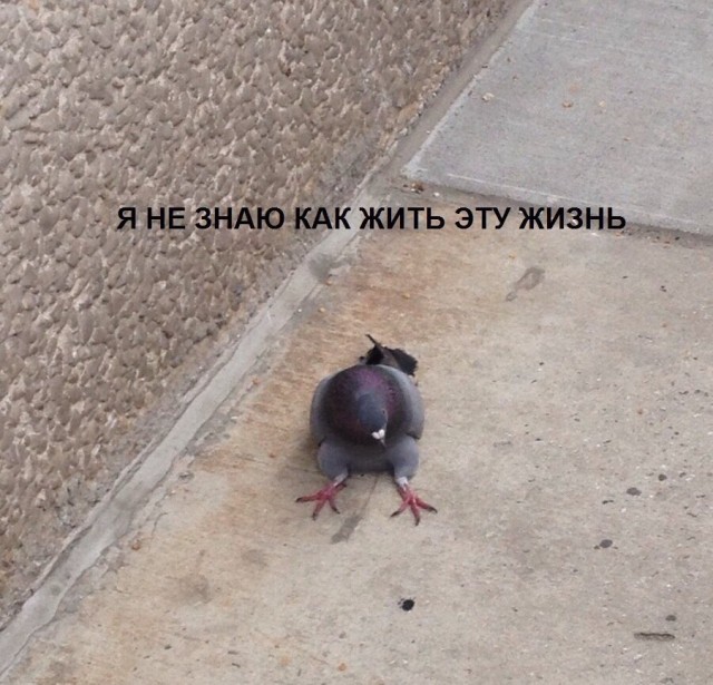 картинка Alice_Woods