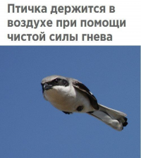 картинка Alraphin