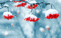 картинка Amazing_ForgetMeNot