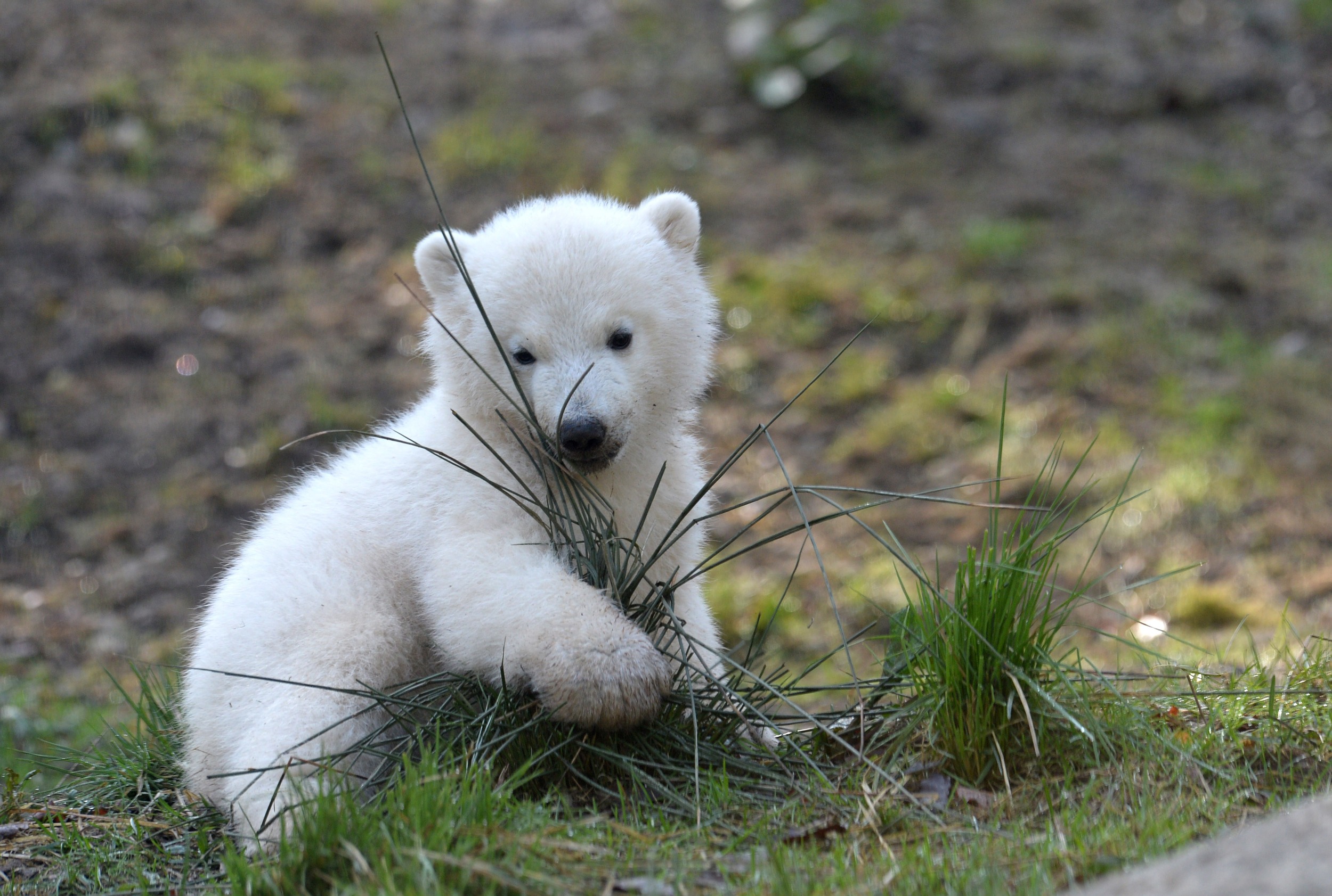 Милый медведь. Белый Медвежонок. Маленький белый Медвежонок. Милые медвежата. Красивый Медвежонок.
