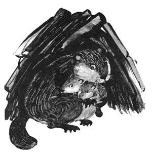 картинка AnnaShulzhenko