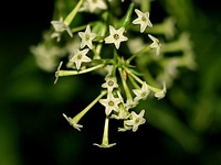 картинка AnnaYurievna