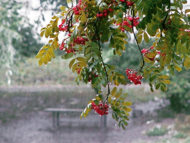 картинка BeeBumble