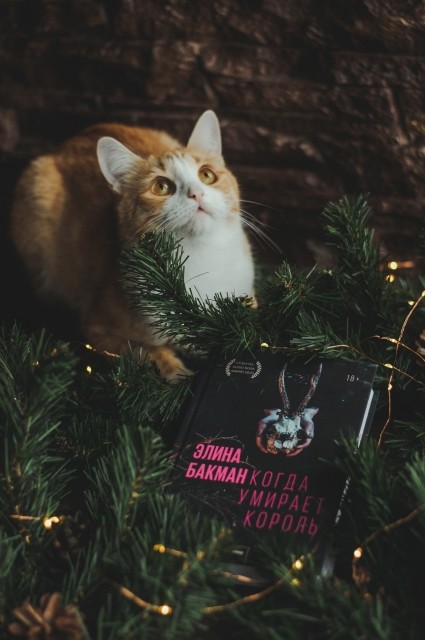 картинка Books_for_tea