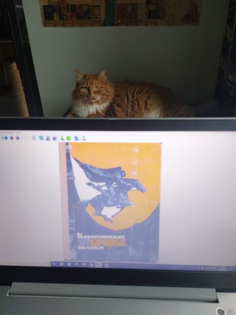 картинка Chiffa_Jay
