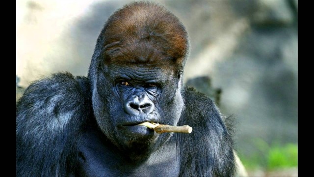 картинка FankyMo