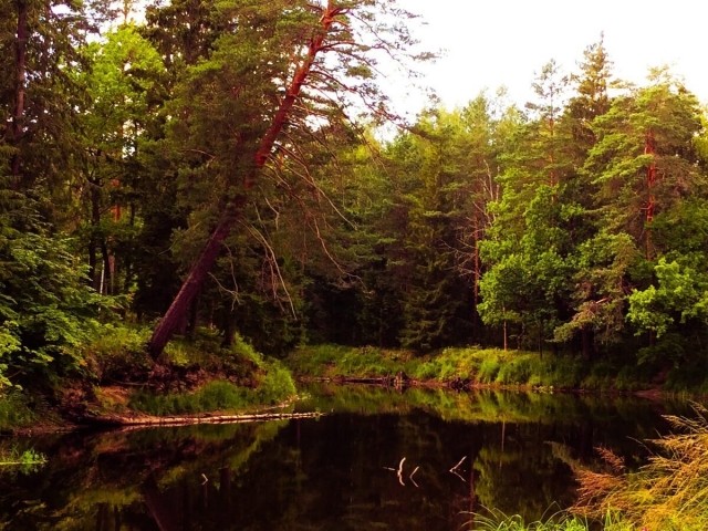 картинка Forestal