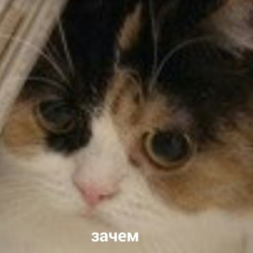 картинка GipsyBatsyGeek