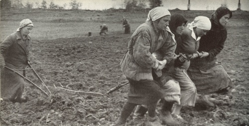 картинка Grechishka