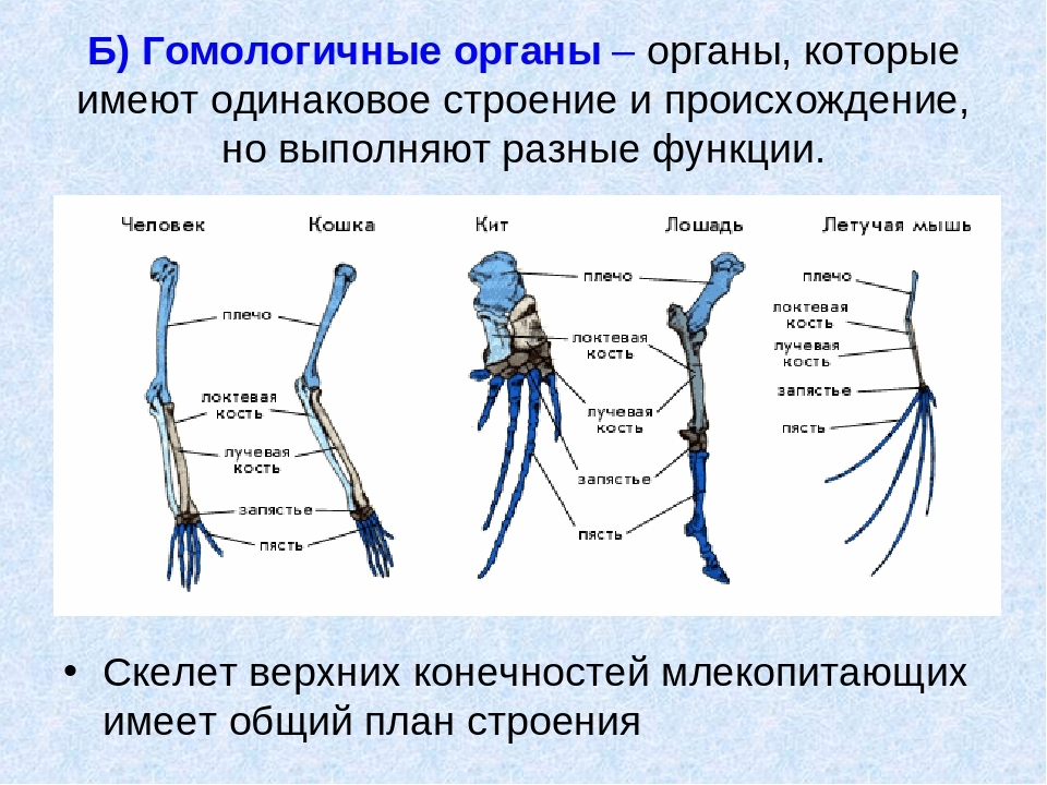 Единый план строения органов. Строение скелета верхней конечности позвоночных животных. Общая схема строение передней конечности наземных позвоночных. Скелет передней конечности млекопитающих. Гомологичные органы конечности позвоночных.