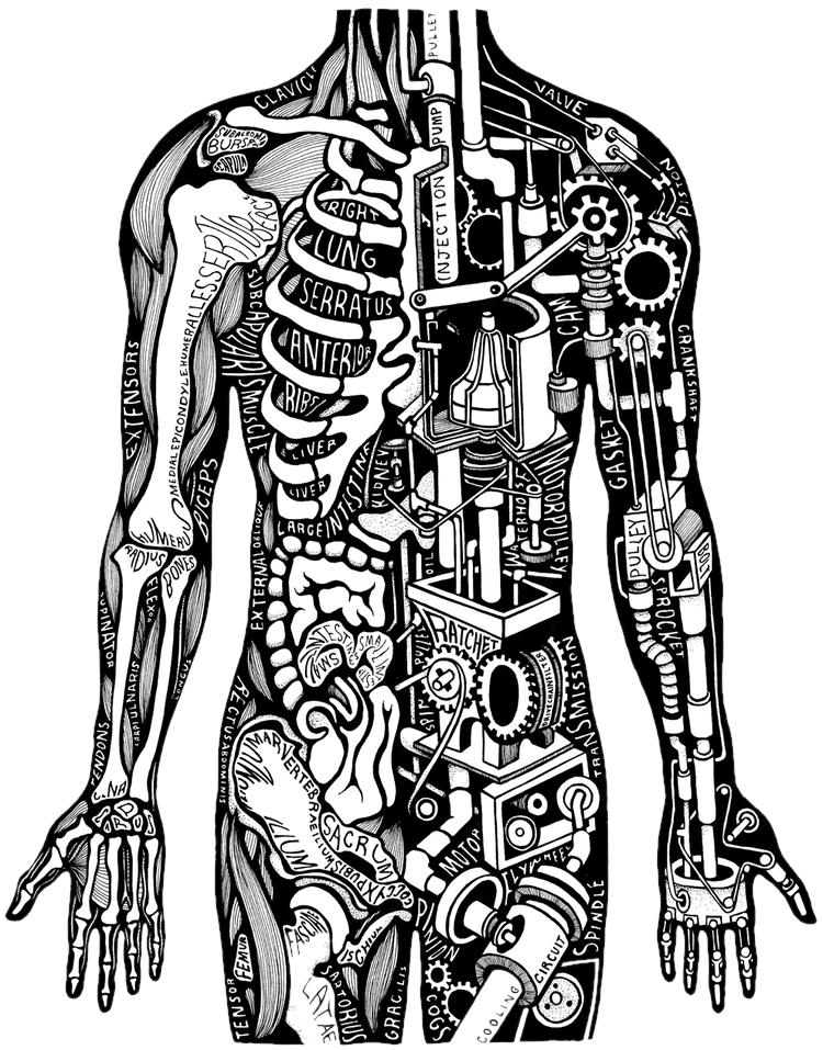 Анатомии, физиологии и биомеханики человека. Организм механизм. Человек механизм.