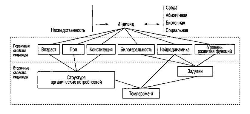 Индивидные свойства человека схема