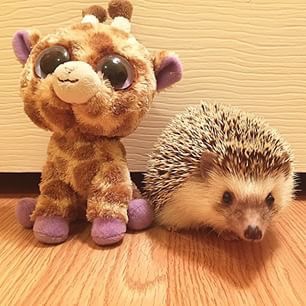 Предложение о жирафе. Ежик жираф. Жираф в тумане. Где обитает жираф. Жираф и крокодил.