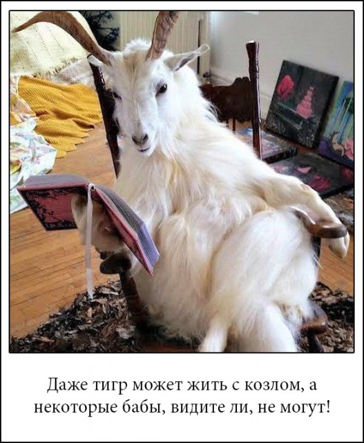 картинка LinaSaks