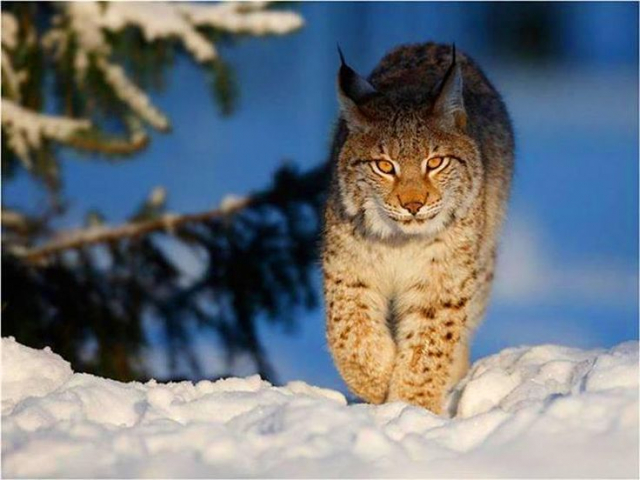 картинка LinaSaks