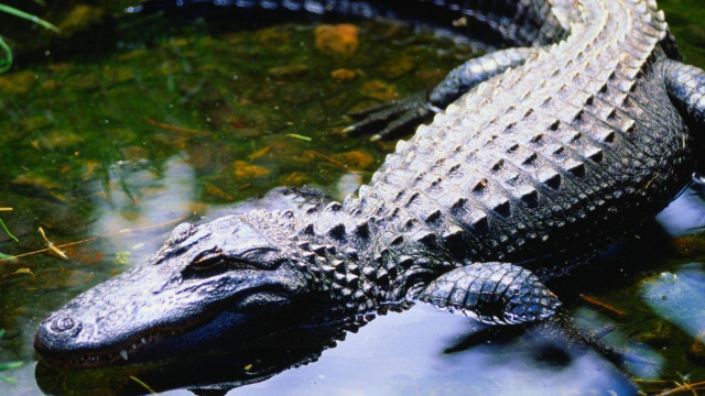 картинка LinaSaks