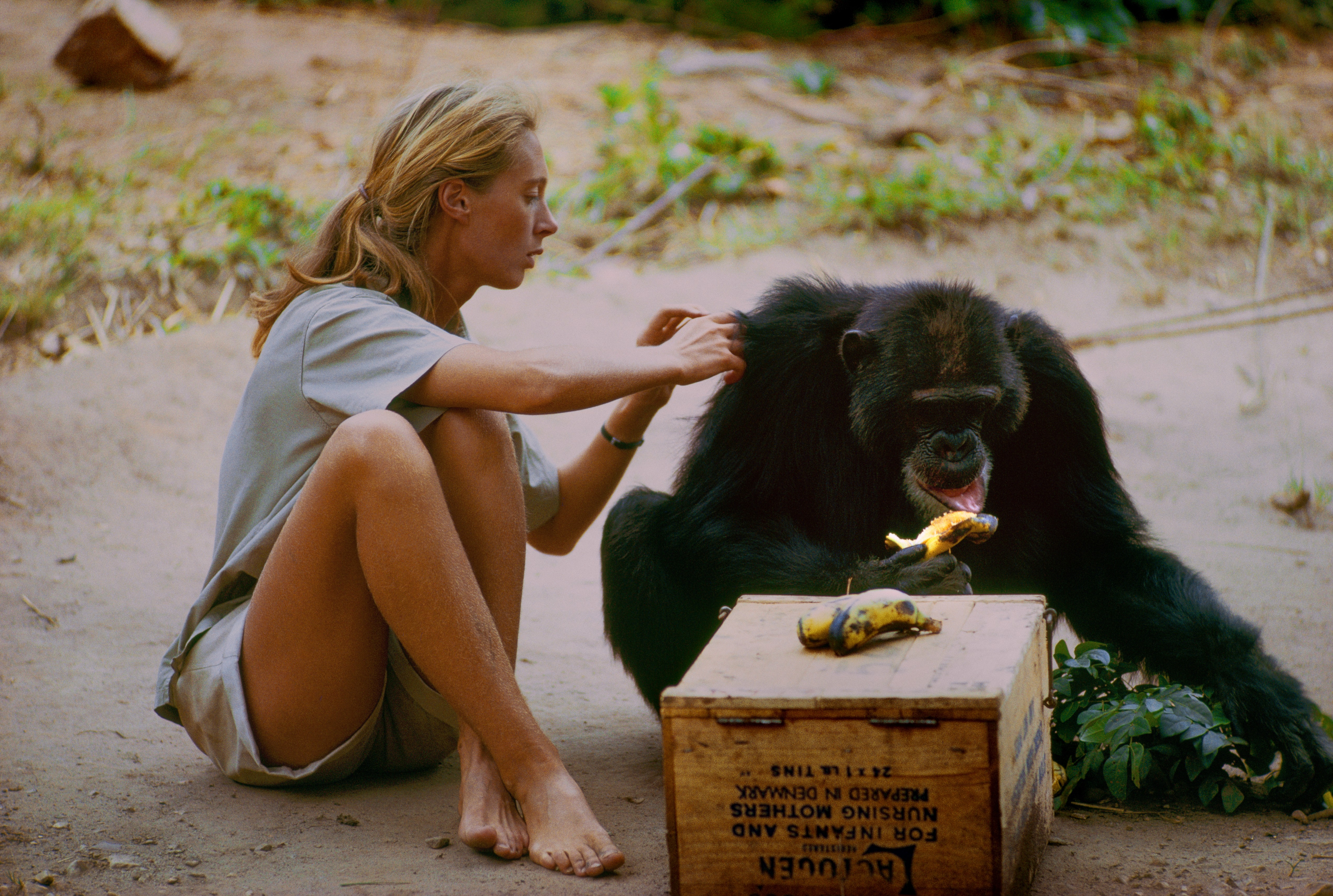 Шимпанзе девушку. Jane Goodall. Приматолог Джейн Гудолл. Джейн Гудолл в молодости. Джейн Гудолл и шимпанзе.