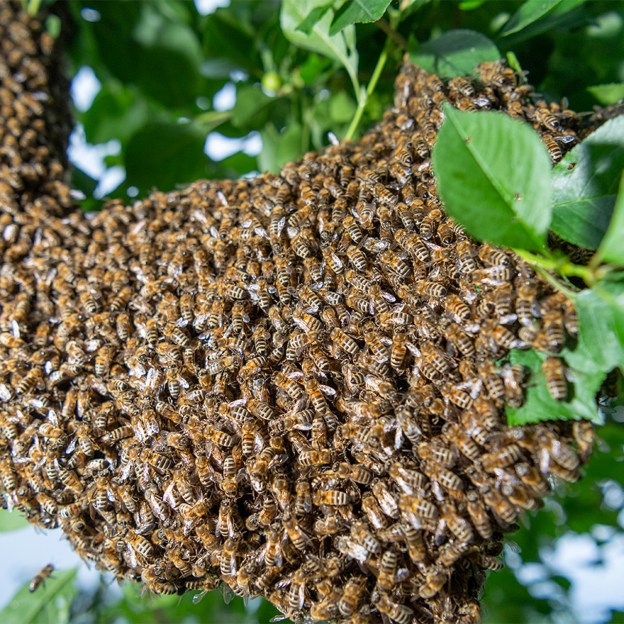 Соседские пчелы. Рой пчел. Тысяча пчёл. АФРИКАНИЗИРОВАННАЯ пчела. Пчелы тысячи пчел.