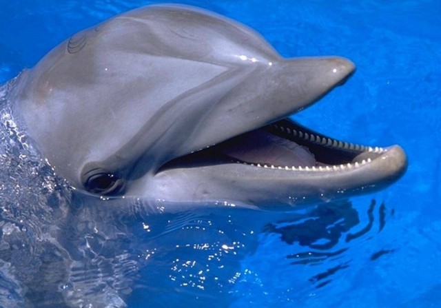 картинка Manowar76