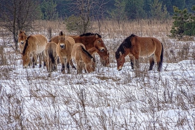 картинка Melkij_Parazit