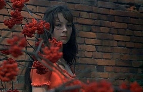 картинка Nurcha