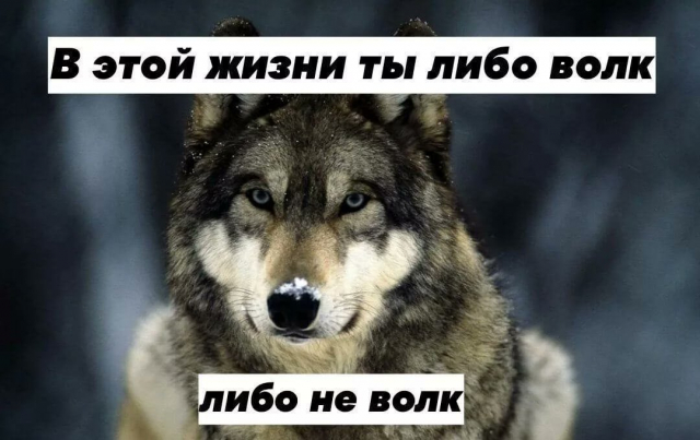картинка OrregoChield