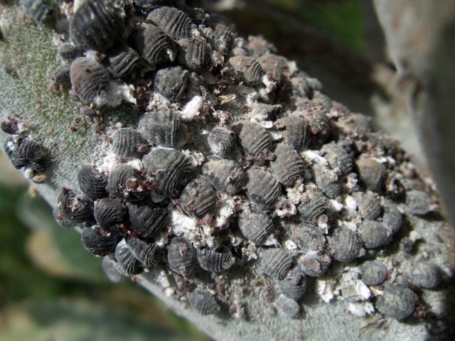 Колония мексиканской кошенили (Dactylopius coccus)