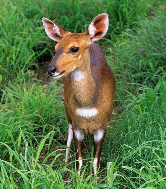 картинка Penelopa2