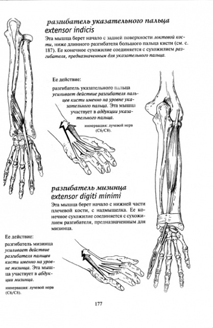 Разгибатель пальцев. Иннервация мышц разгибателей кисти. Иннервация мышц кисти и пальцев. Иннервация разгибателей пальцев кисти. Короткий разгибатель 1 пальца кисти.