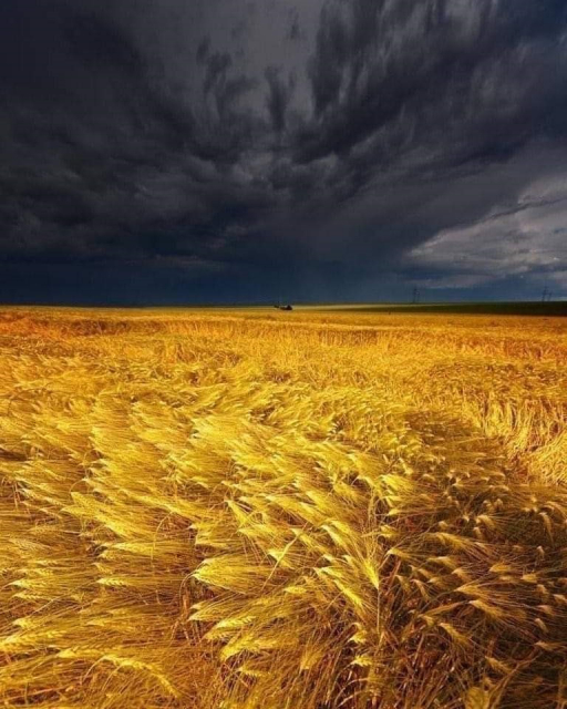 картинка Rella