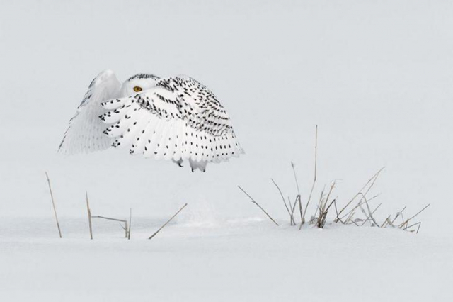 картинка RidraWong