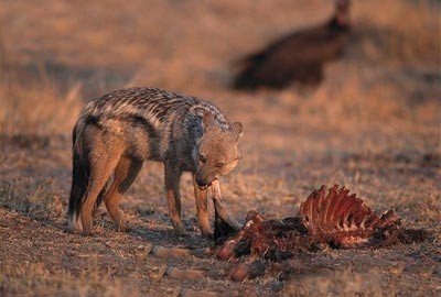 картинка Sandriya