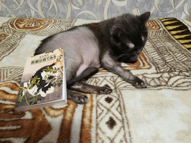 картинка Scout_Alice
