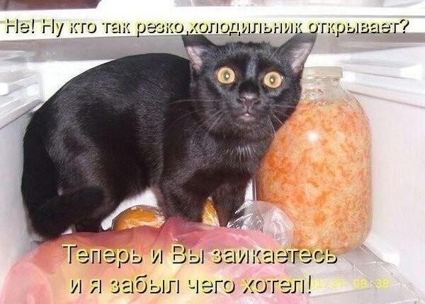 картинка Shendydenn