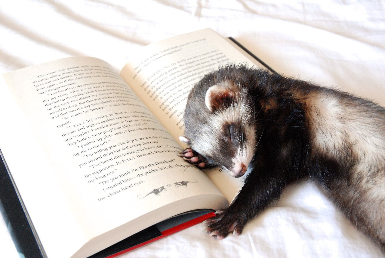 Животное с книжкой