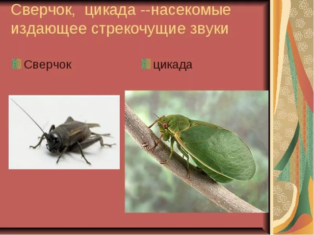 картинка VadimSosedko