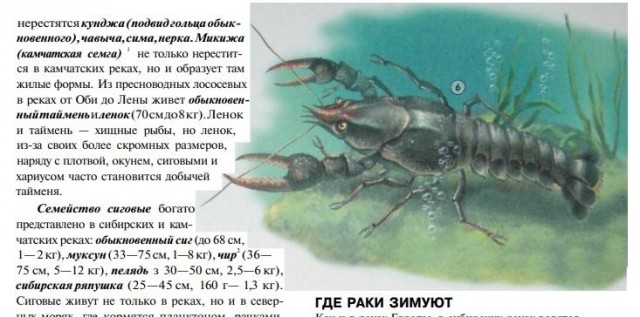 картинка Vemnos