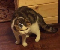 o-l.png