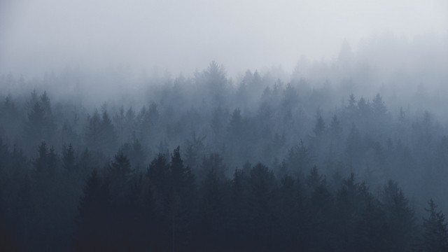 картинка Wolf94