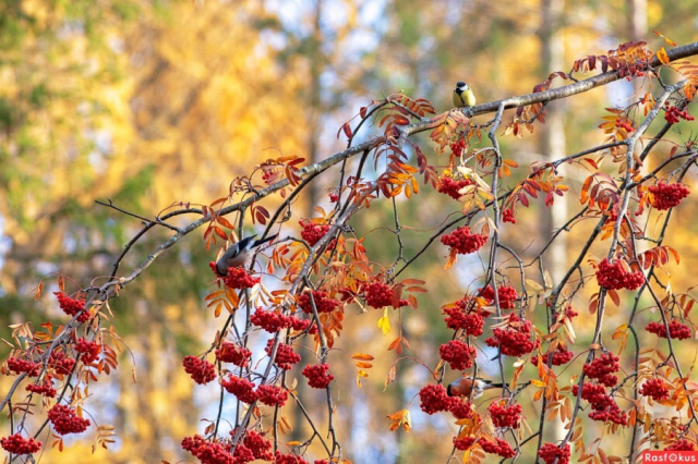 картинка Yulichka_2304