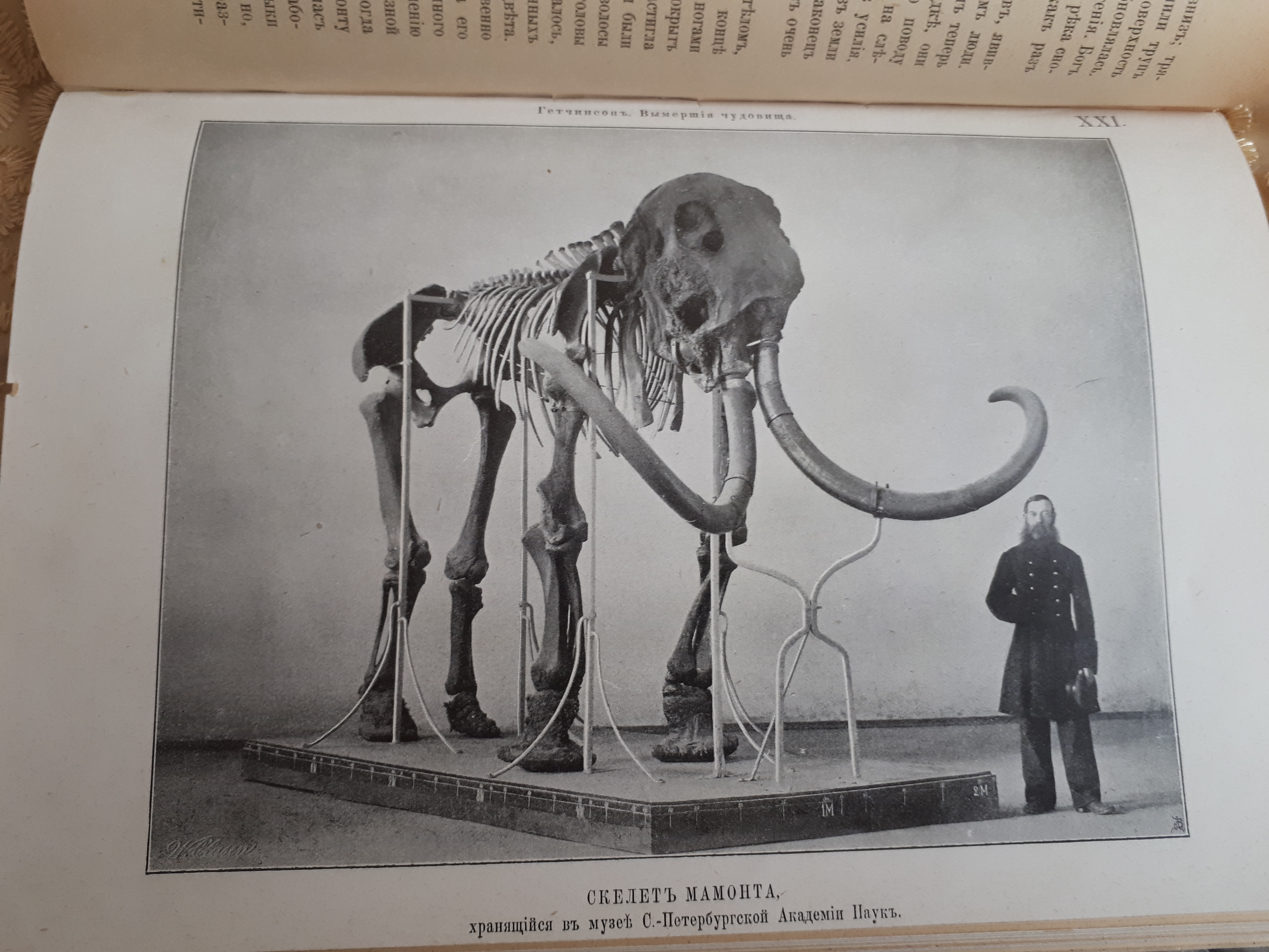 Детский рисунок скелет мамонта