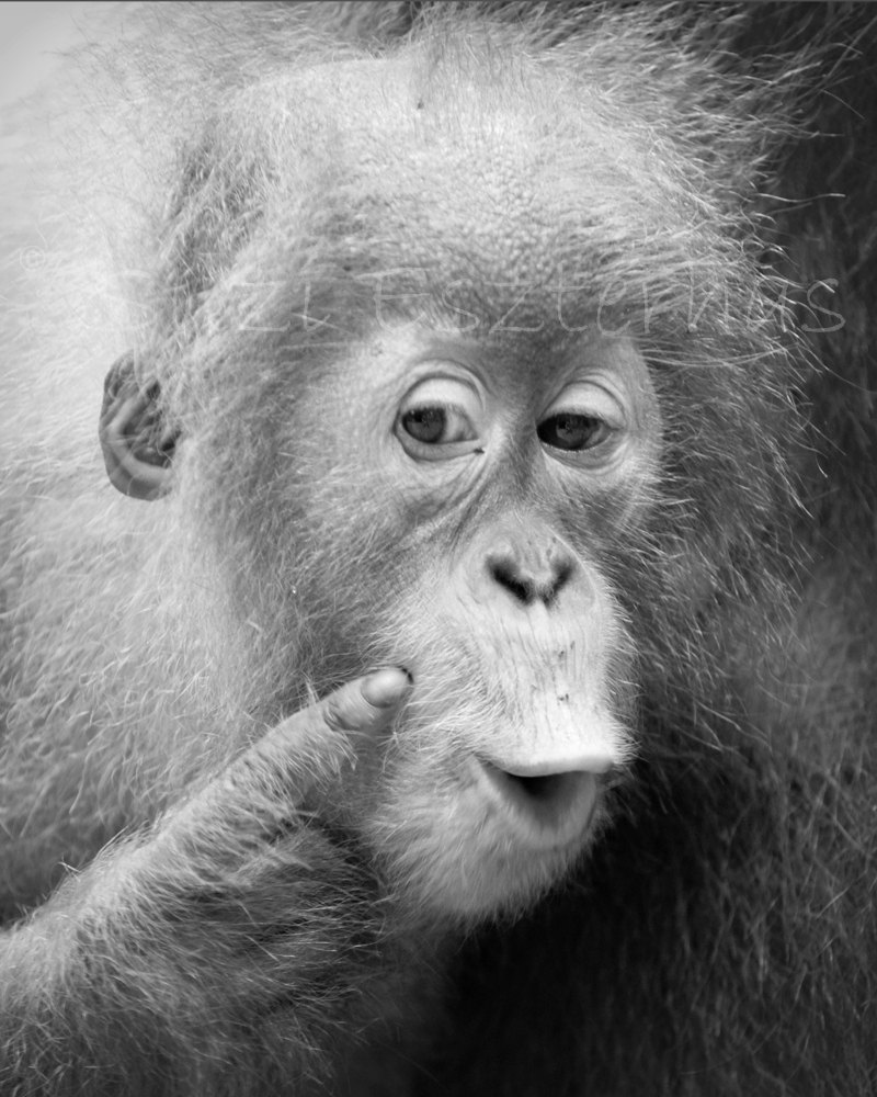 Орангутанг с вытянутыми губами